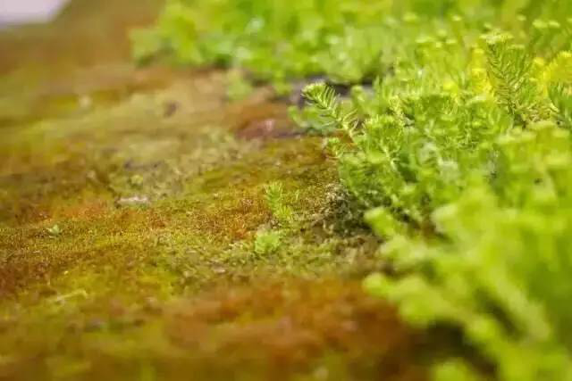 鉴黑担保网(jhdbw)·最具权威唯一维权担保平台